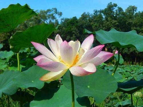 名贵荷花十大品种-舞妃莲 - 莲商会