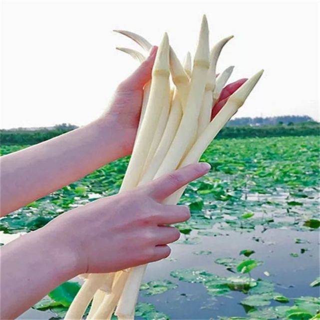 藕带也叫藕尖,藕肠子,藕根子,是莲藕的副产品,是深受人们喜爱的一个水